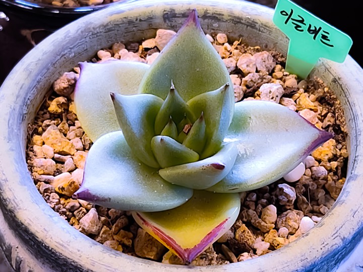 다육식물