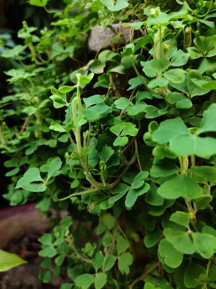 Clover