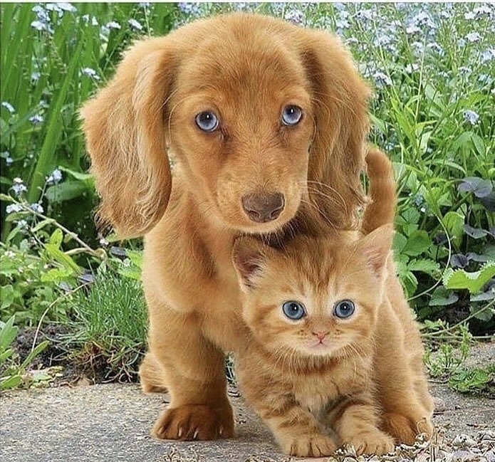 friend