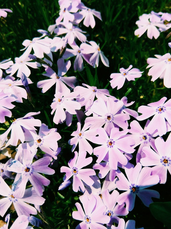 Purpur flowers
