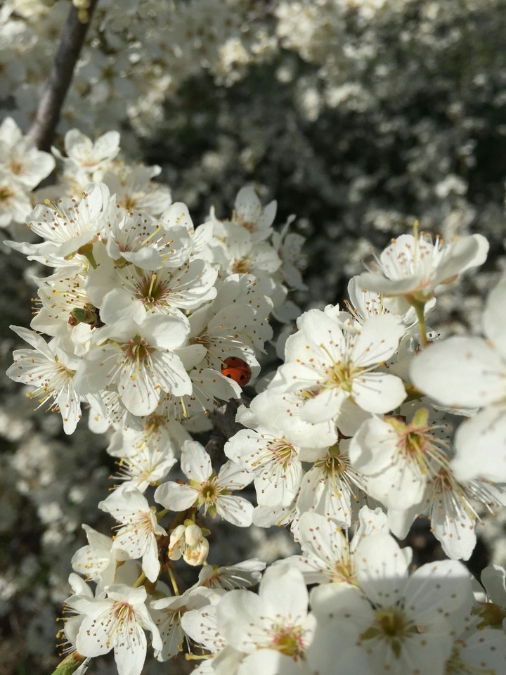 springtime