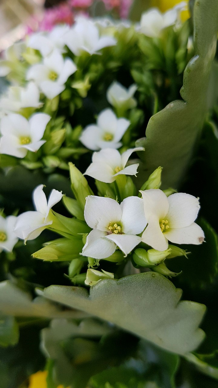 kalancoa in bianco.....