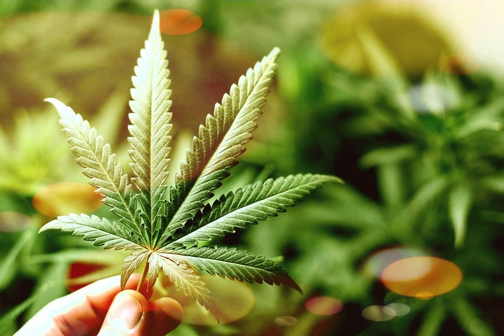 marijuana