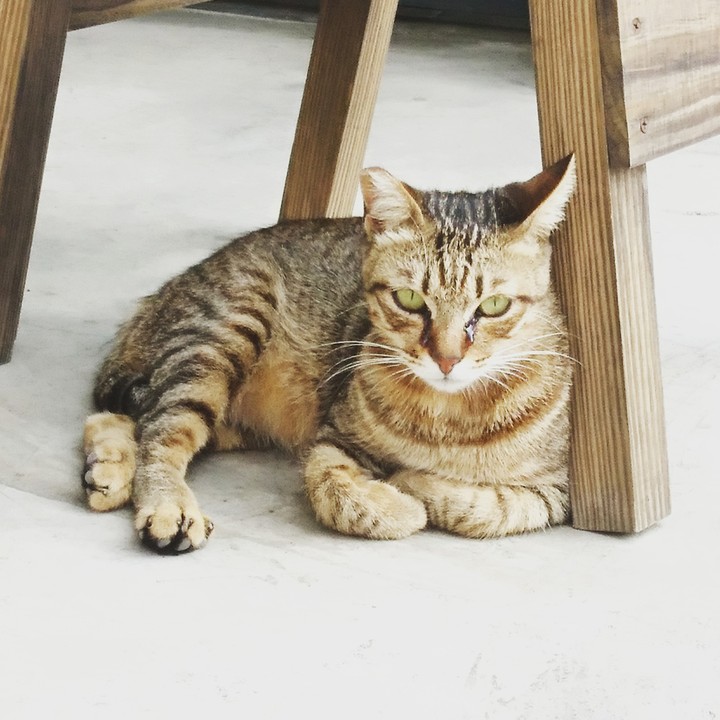 貓咪