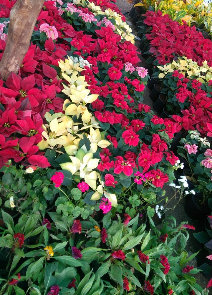 petals