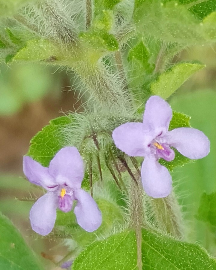 # flowers