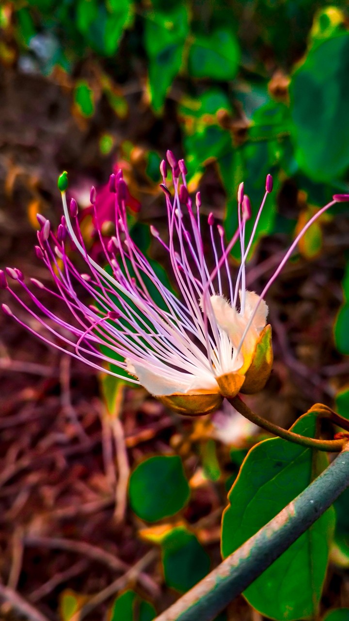 flower