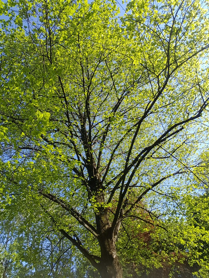 tree