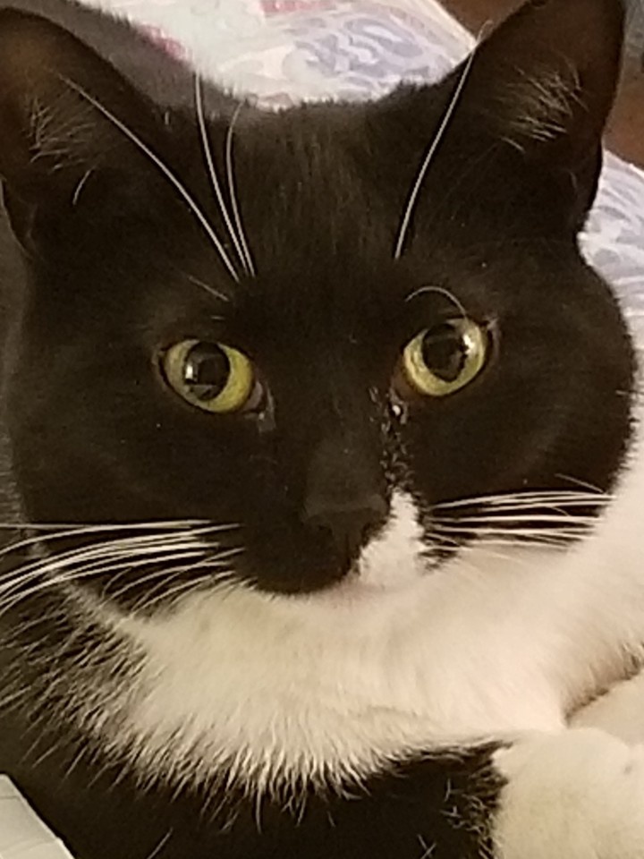 Pipsqueak