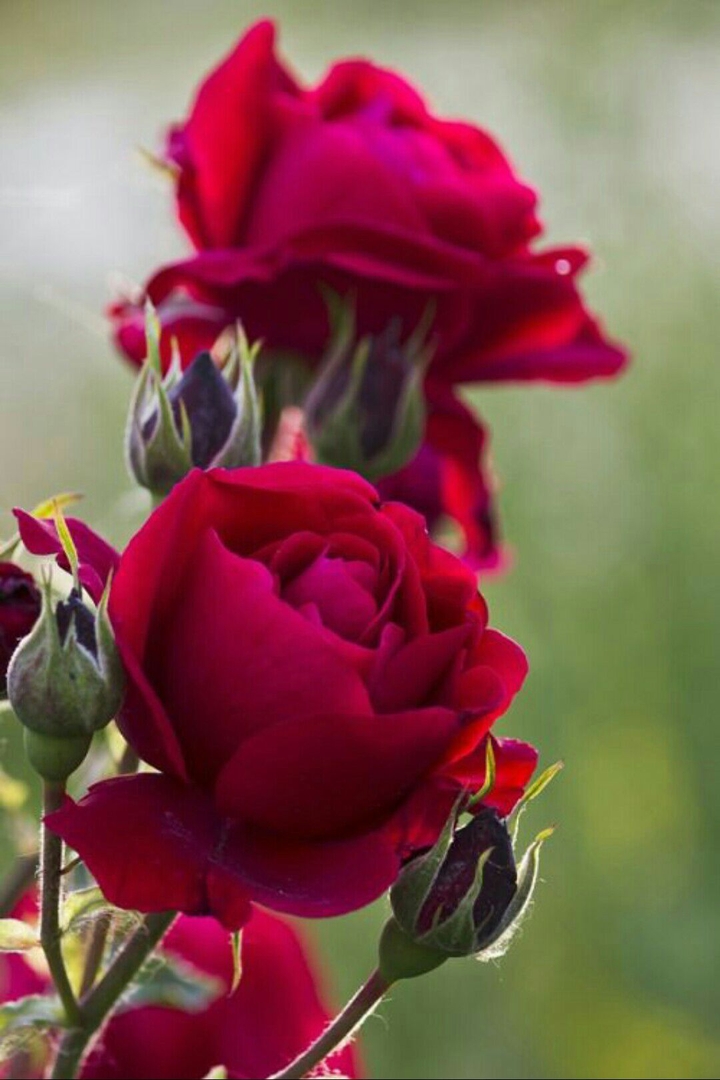 rose