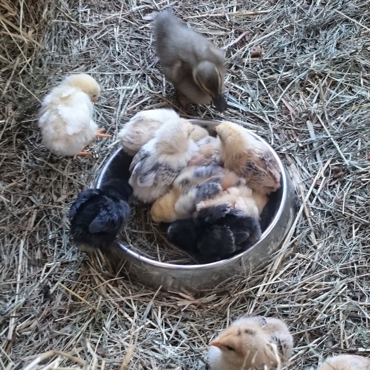 Fledglings