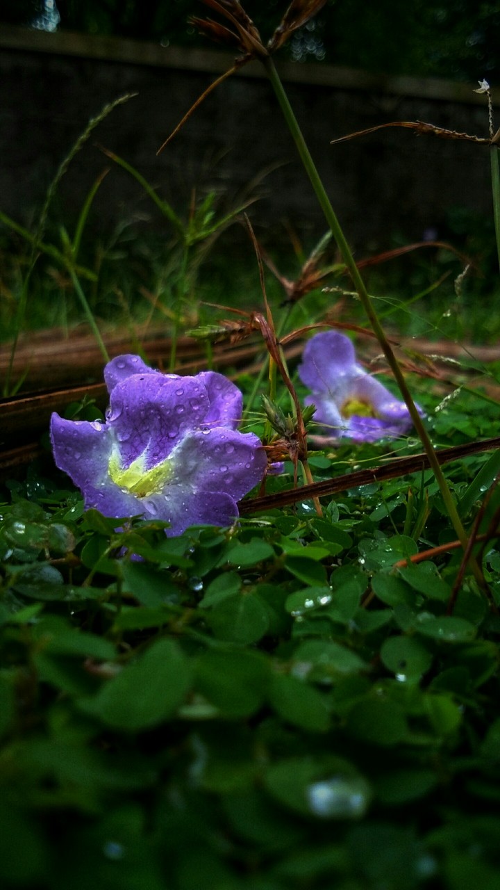 fallen purple flower