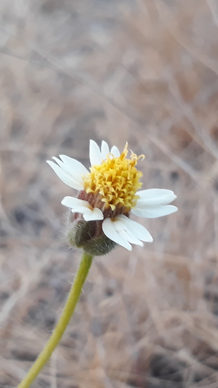 Wight flowers