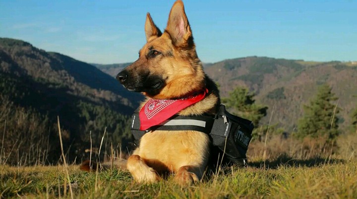 German Shepherd