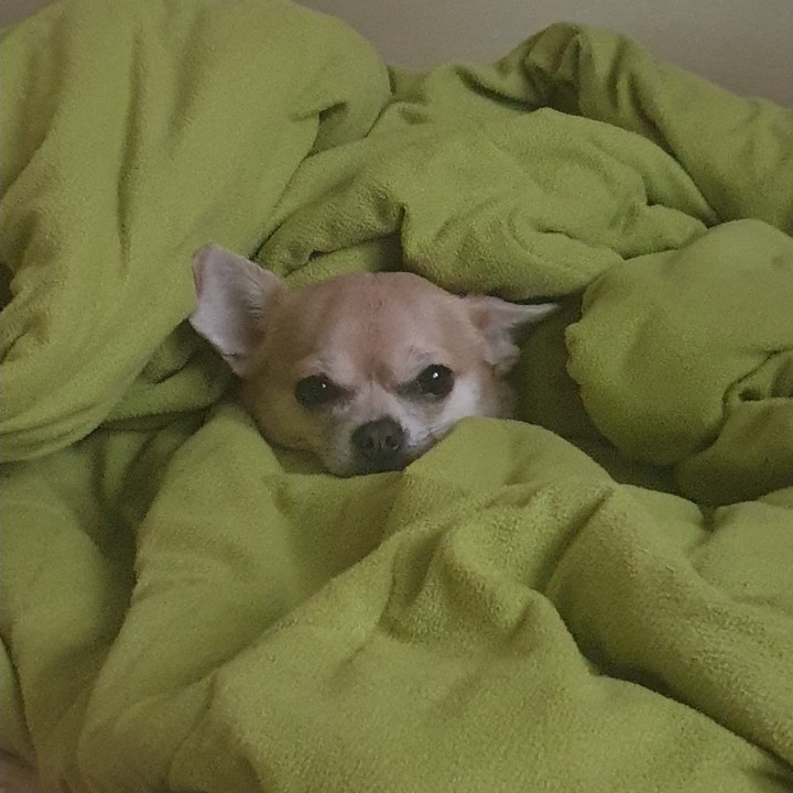 강아지