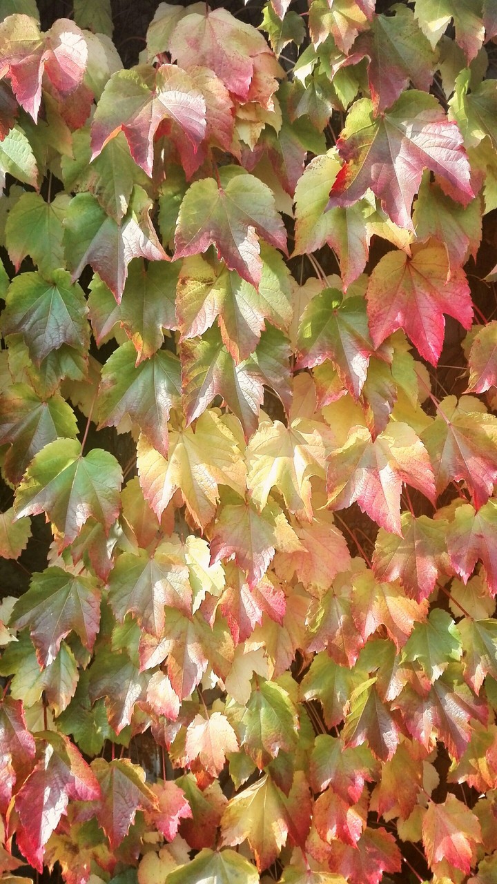 Colours of ivy