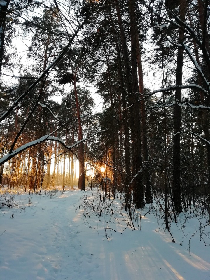 Зимний лес
