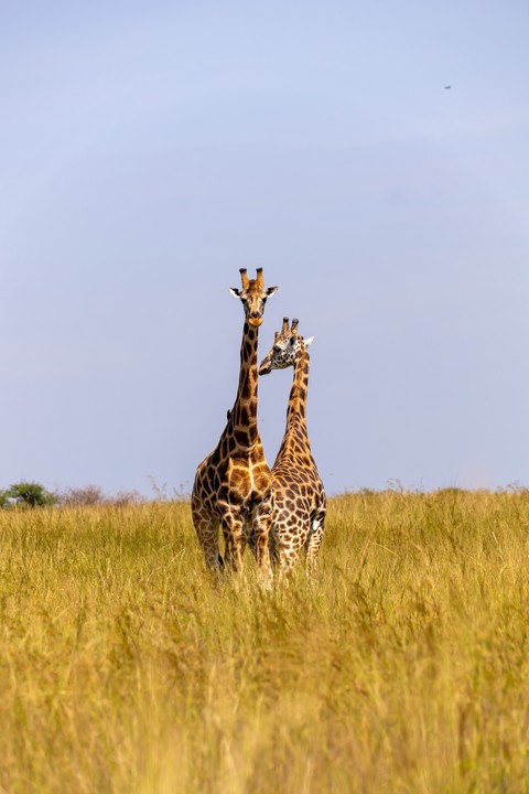 giraffe, Neck wallpapers