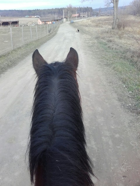 Horse