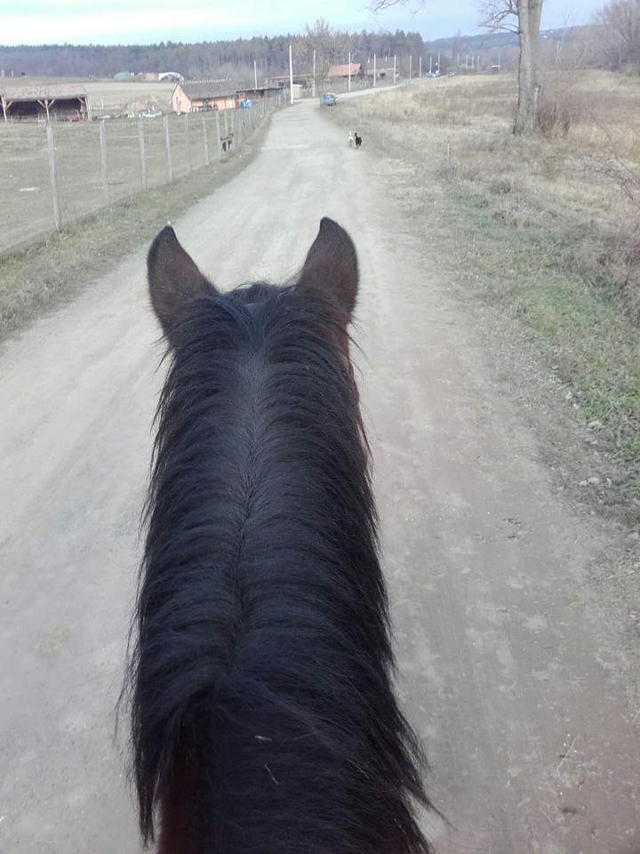 Horse