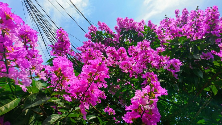 summer flower