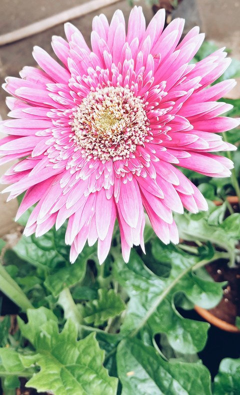 flower