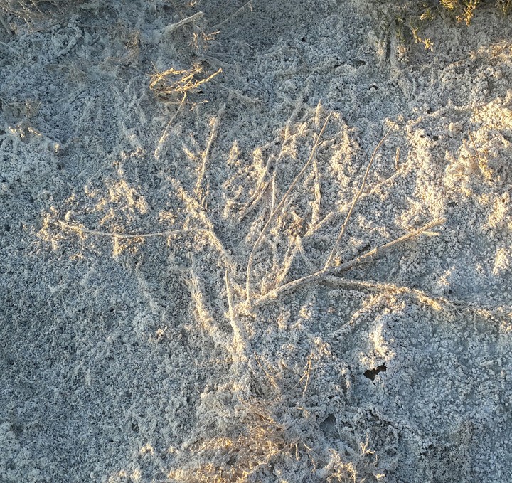 a tree host