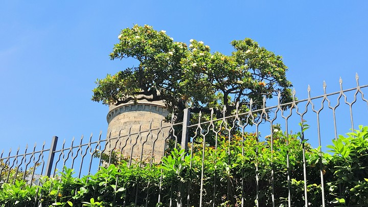 magnolia
