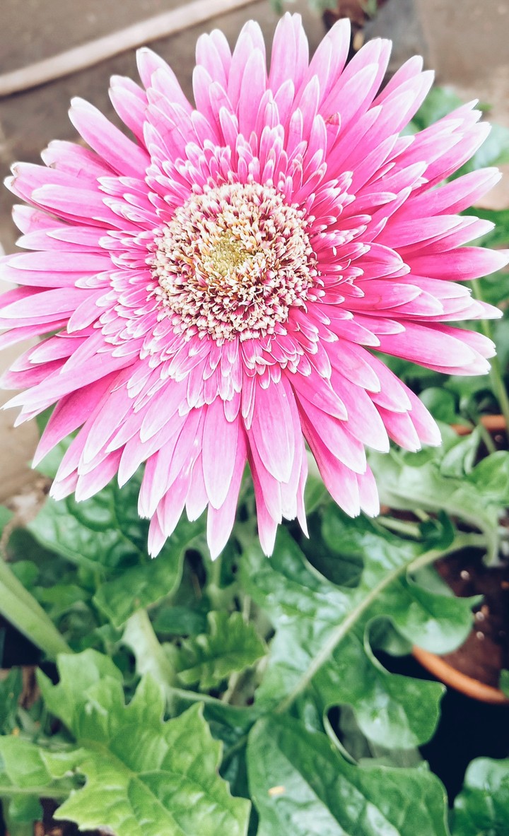 flower