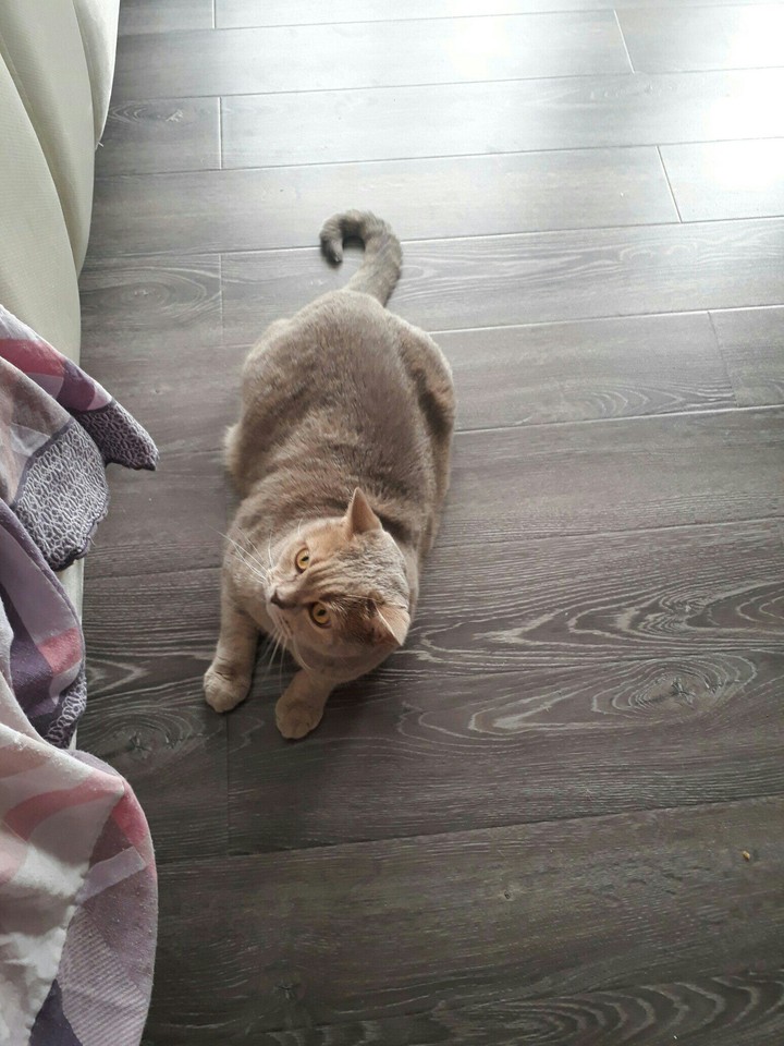 cat