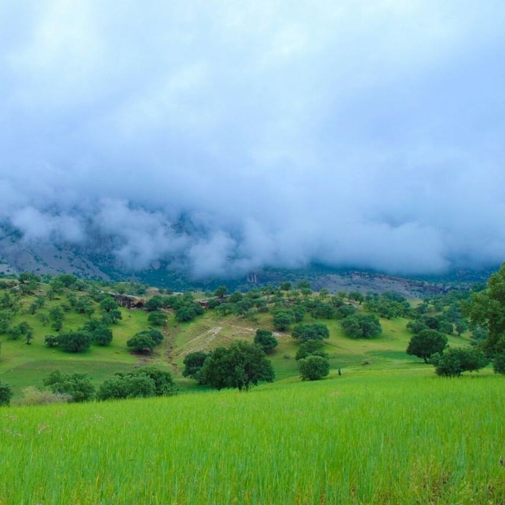 شیرمحمدی