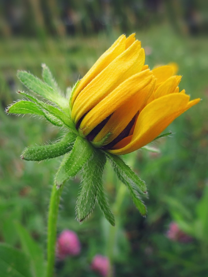 Black-eyed Susan/Black-eyed Coneflower