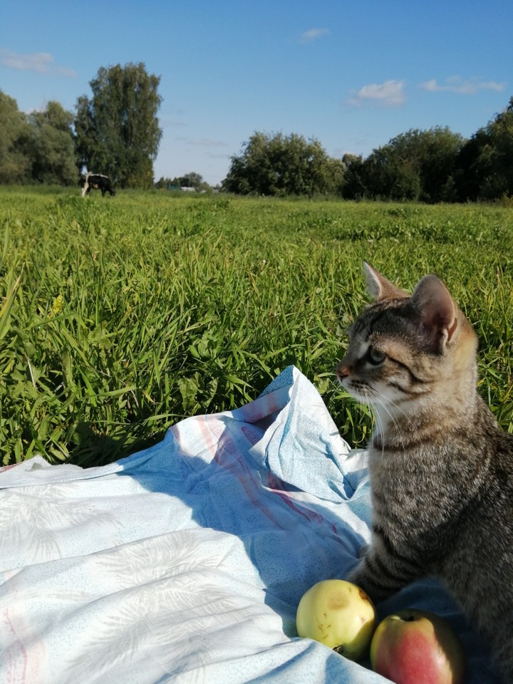 котёнок