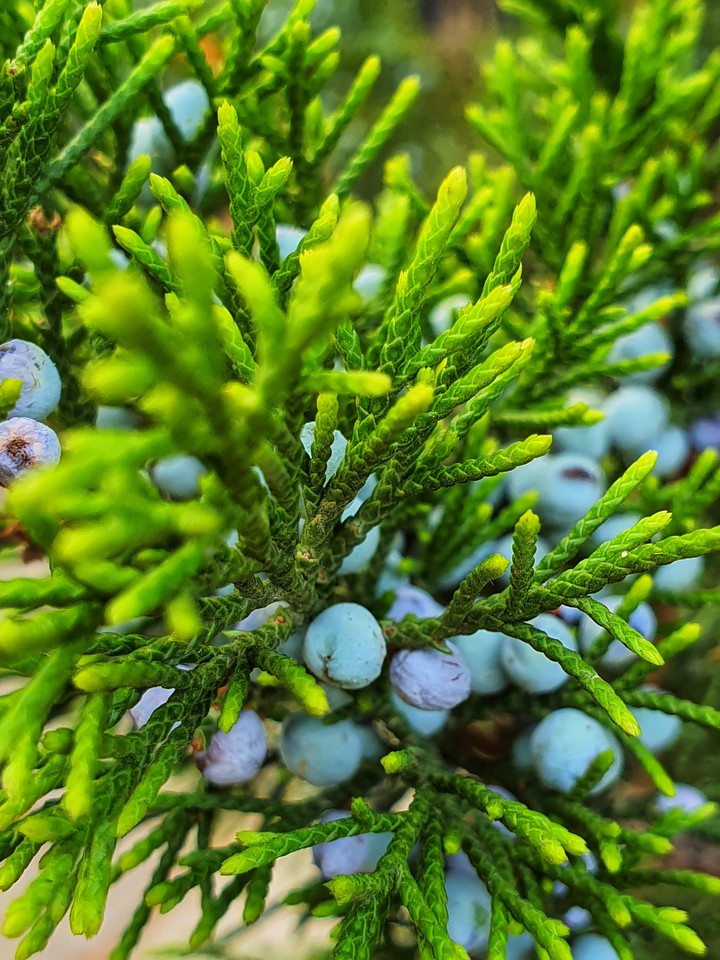 Wild berries