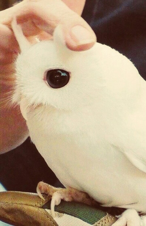СОВА