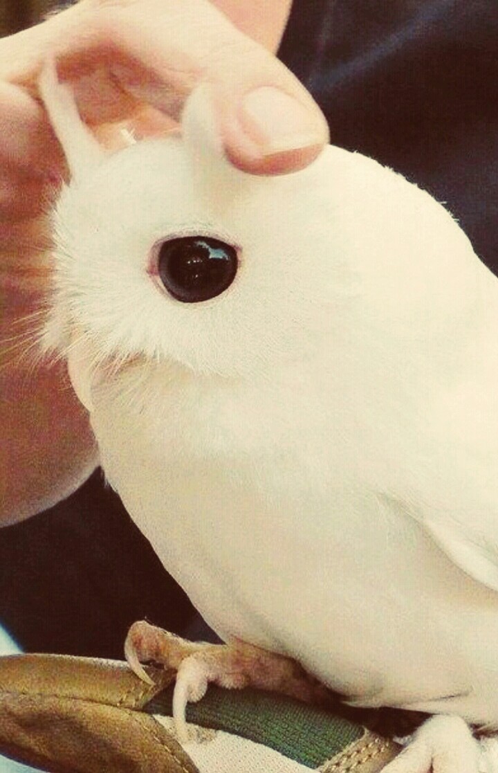 СОВА