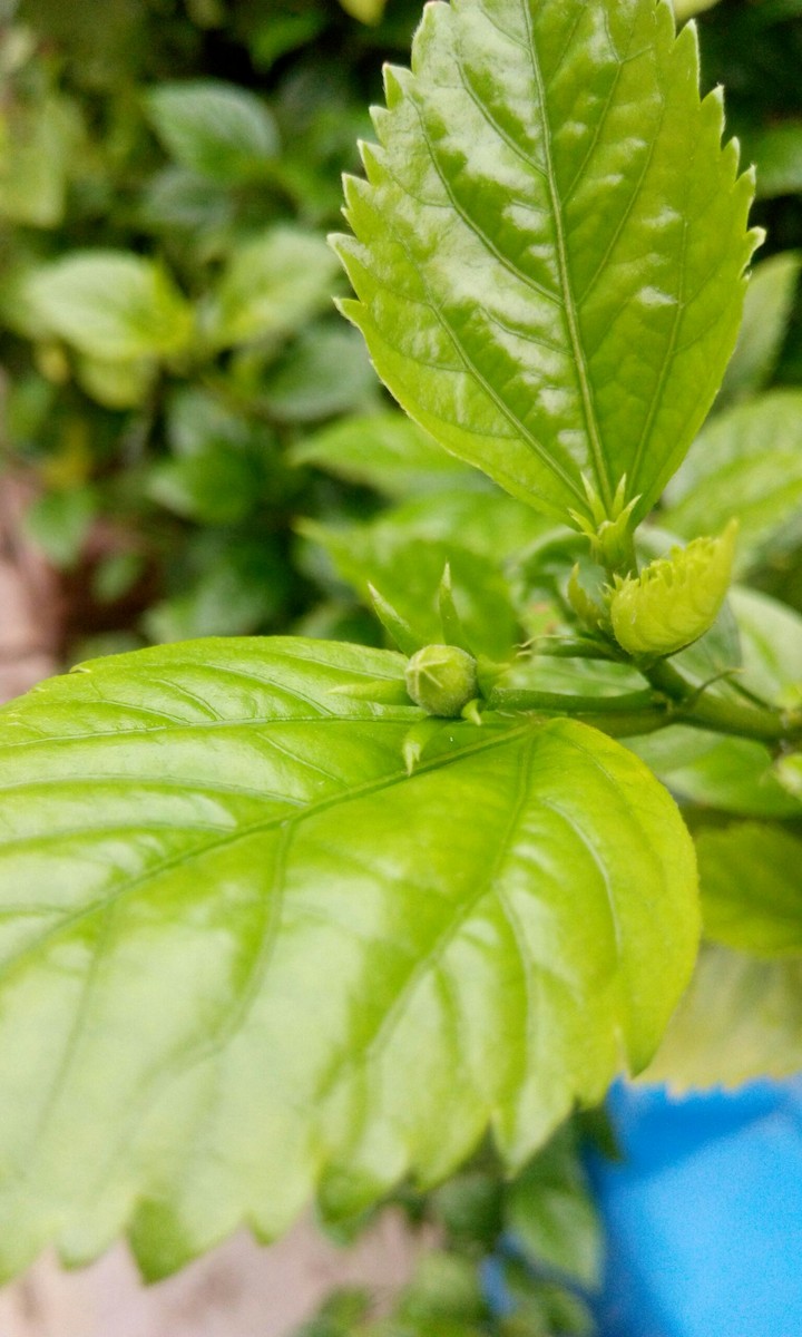 The first bud