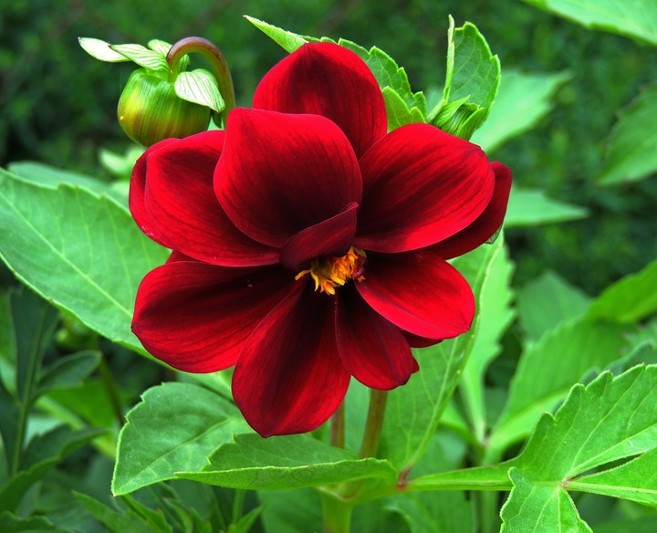 flower