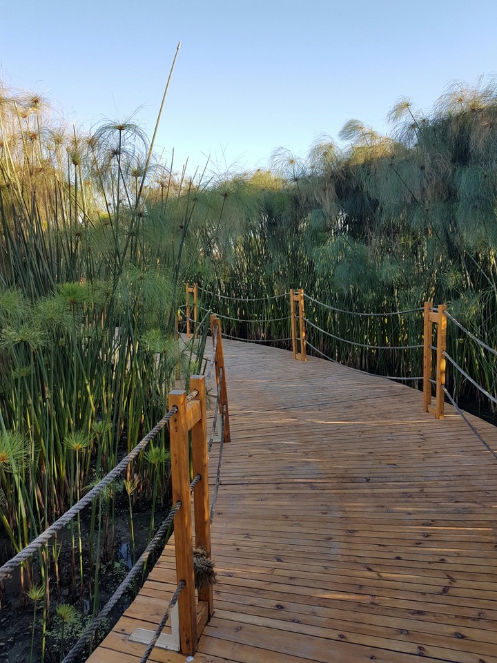 wooden bridge