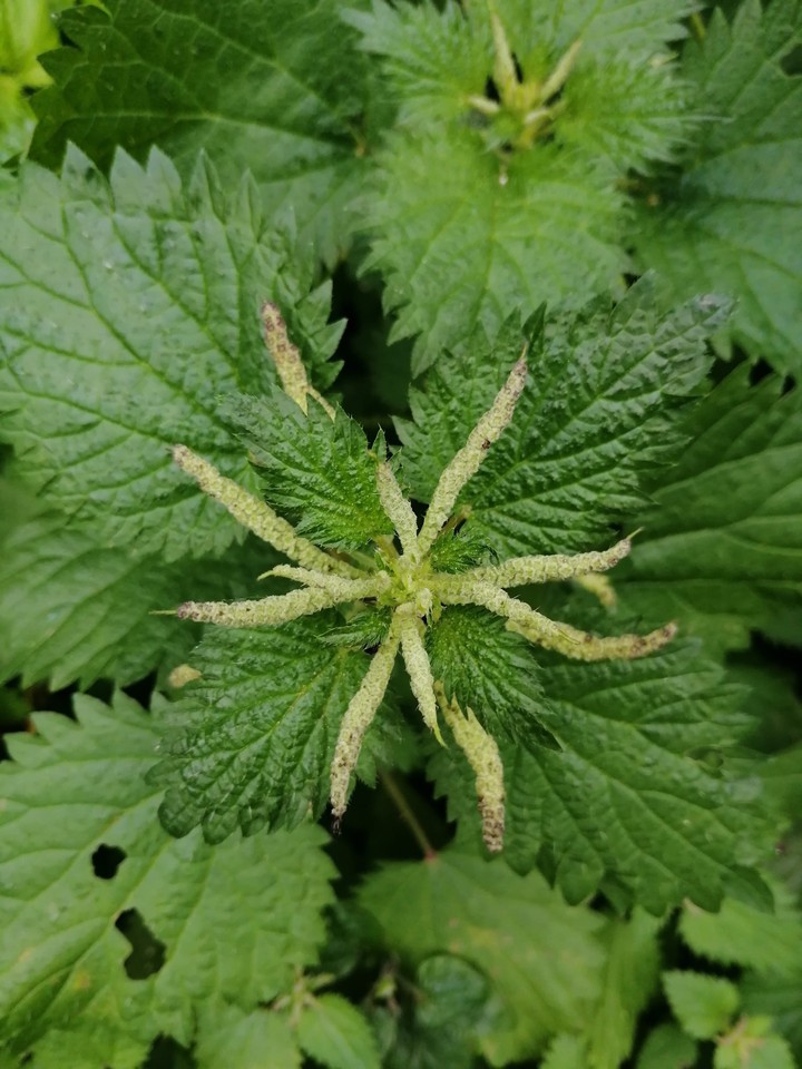 Green nettle