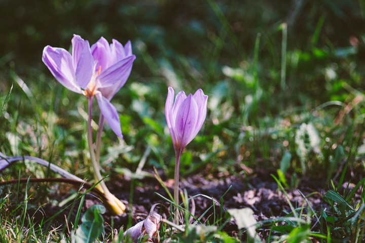 pink flowers
