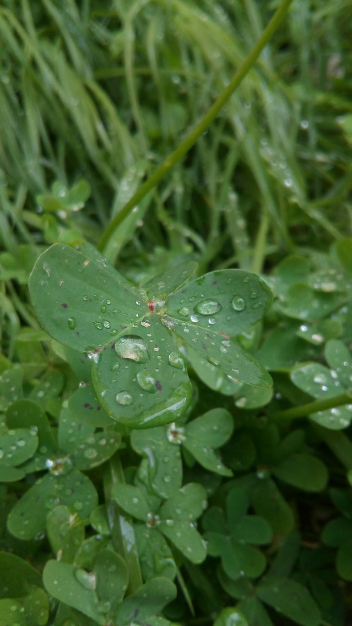 Raindrops