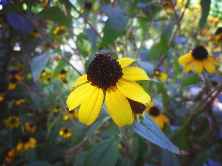 Flowers