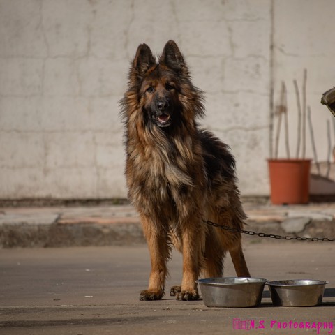 dog