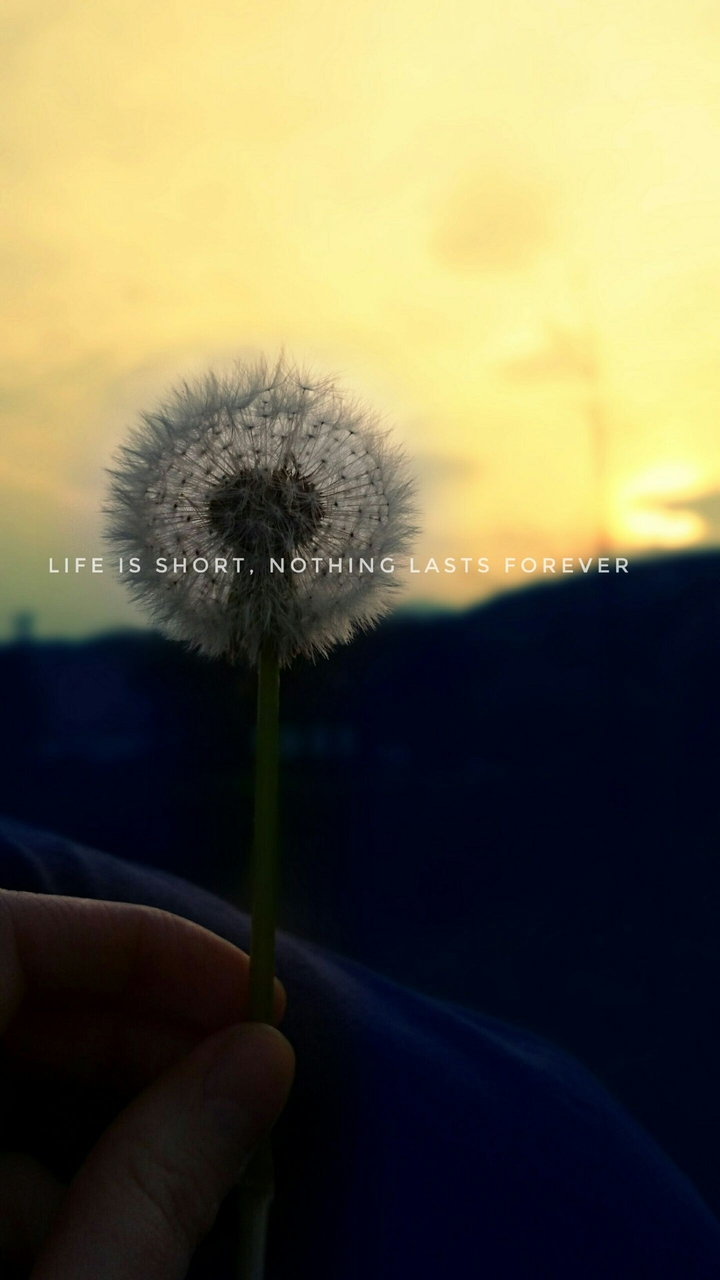 last dandelion