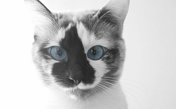 murr...mau