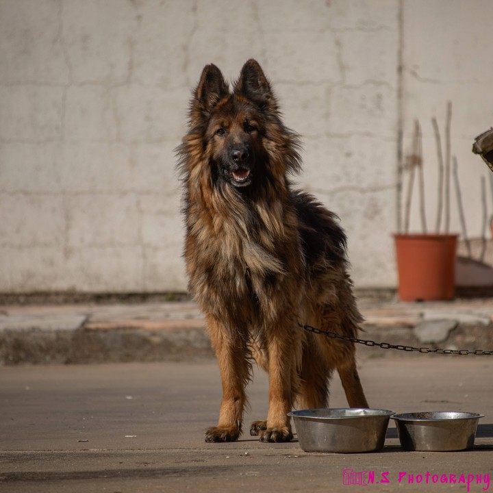 dog
