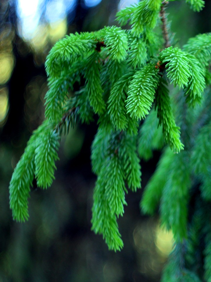 Young spruce branch