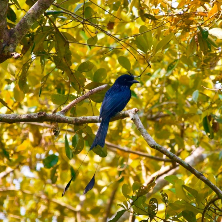 Blue bird....