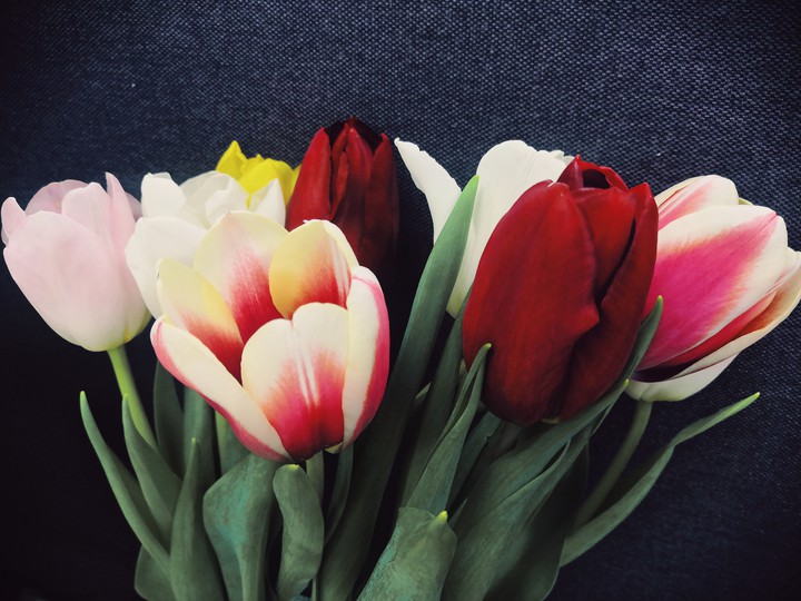 tulips ?